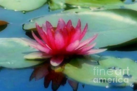 Water Lilly Photograph by Michael Hoard
