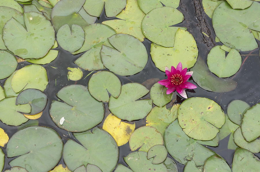 Water Lilly Photograph