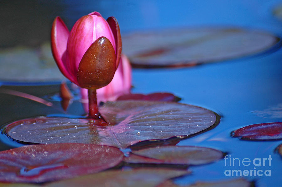 Water Lilly Photograph by Nick Boren