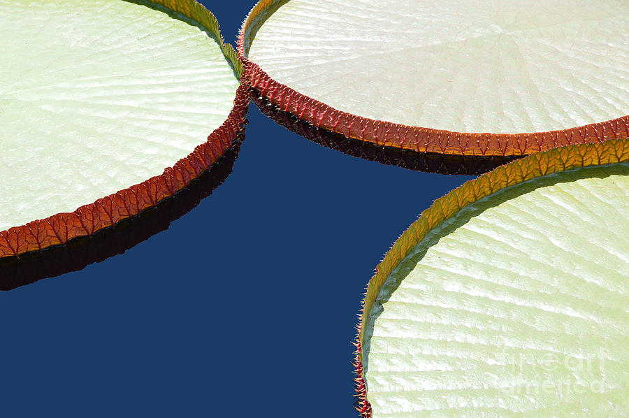 Water Lilly Platters Photograph by Joseph J Stevens
