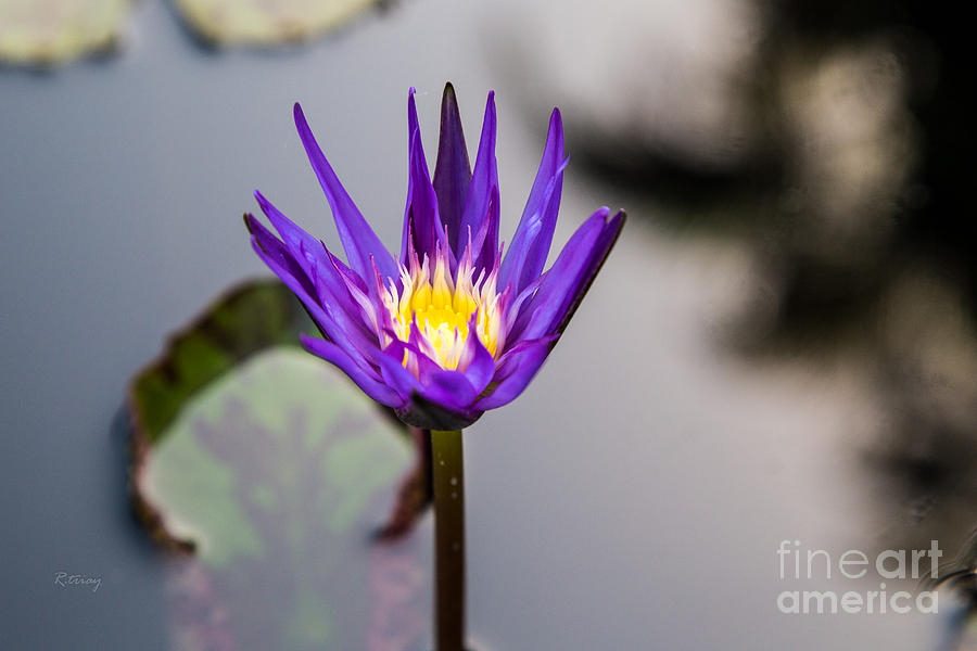 Everglades National Park Photograph - Water Lilly by Rene Triay FineArt Photos