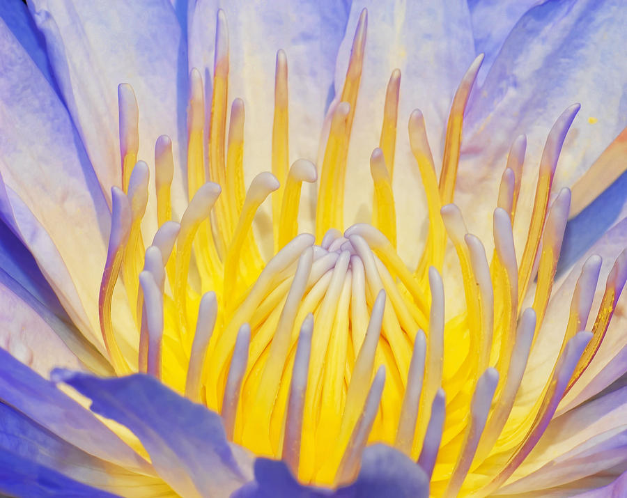 Water Lilly Photograph by Robert Culver