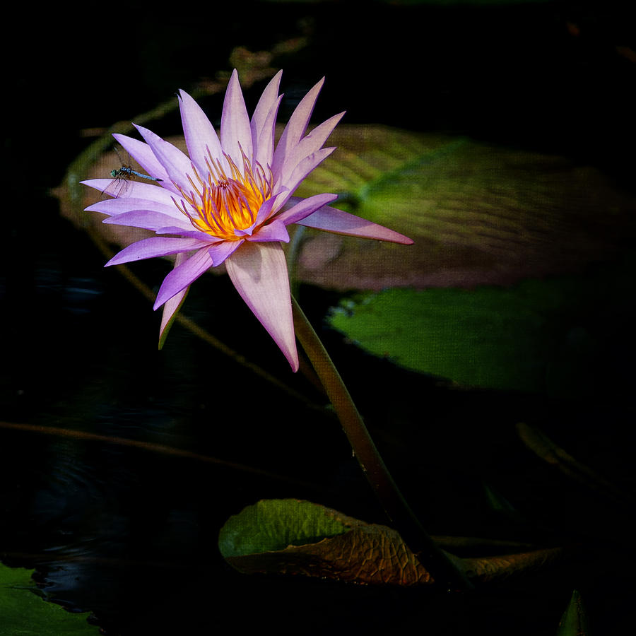 Water Lily Photograph - Water Lilly Square IMG 2468 by Greg Kluempers