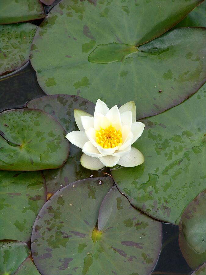 Water Lily - White Photograph