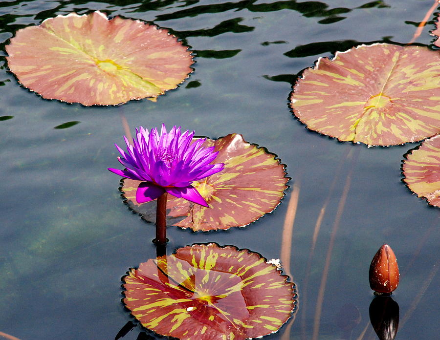 Water Lily 002 Photograph by Larry Ward