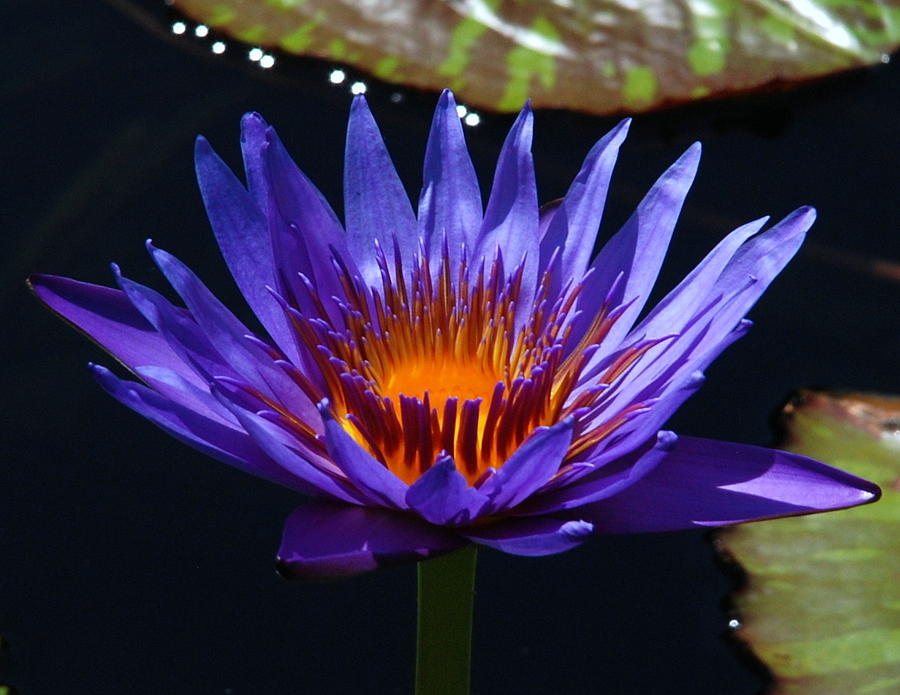 Water Lily 003 Photograph by Larry Ward