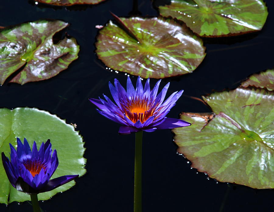 Water Lily 004 Photograph by Larry Ward