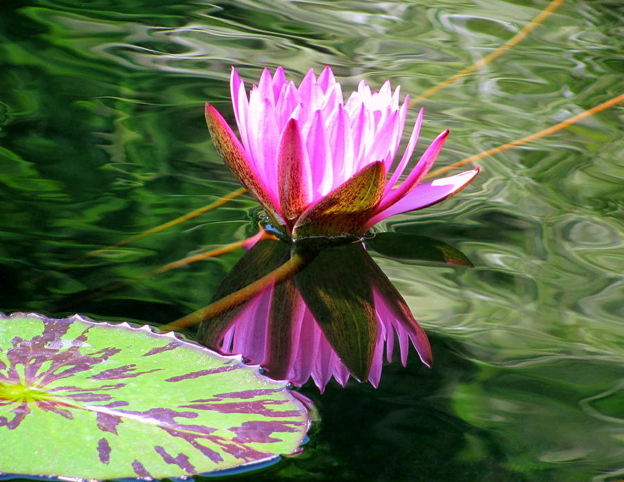 Water Lily 006 Photograph by Larry Ward