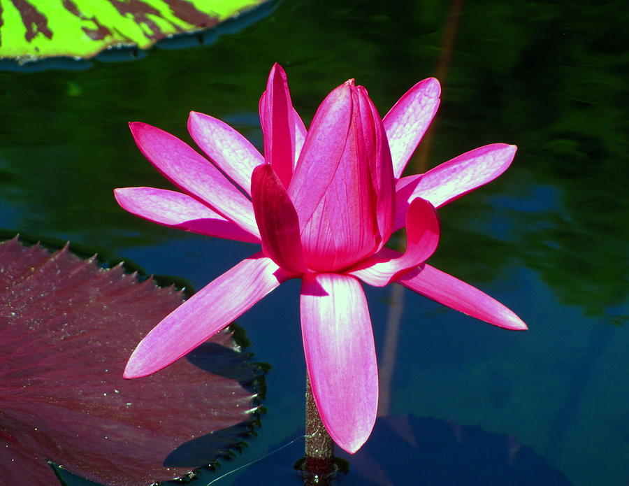 Water Lily 007 Photograph by Larry Ward