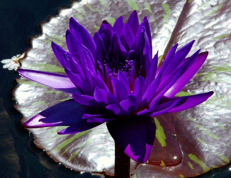 Water Lily 008 Photograph by Larry Ward
