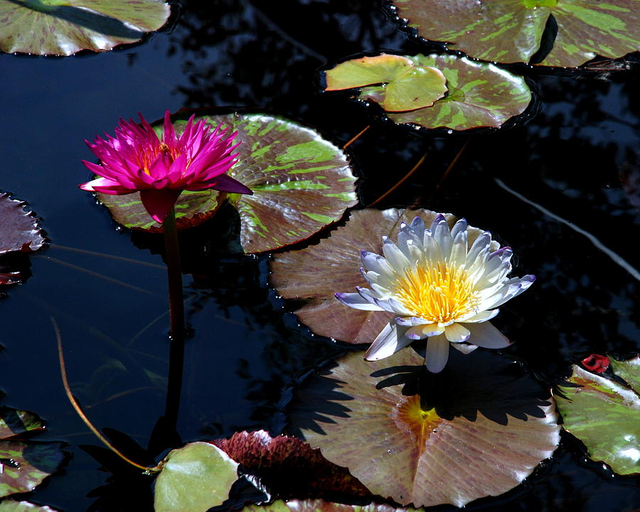 Water Lily 009 Photograph by Larry Ward