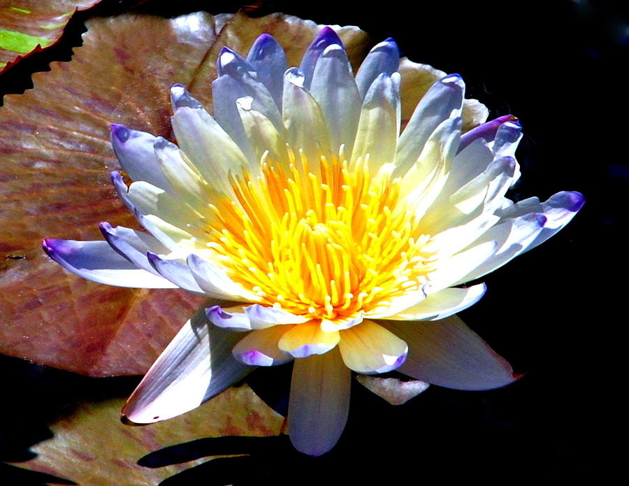 Water Lily 010 Photograph by Larry Ward