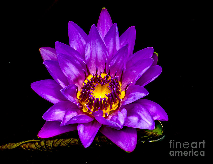 Water Lily 1-2014 Photograph by Nick Zelinsky Jr