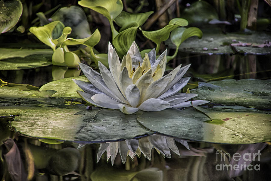 Water Lily 1 Photograph by David Doucot