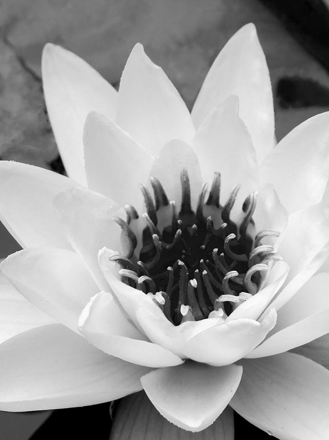 Flower Photograph - Water Lily 1 by Michelle Joseph-Long