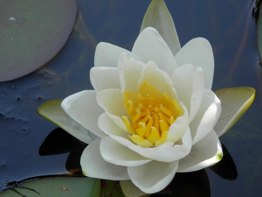 Water Lily 1 Photograph by Pema Hou