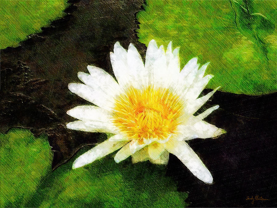 Water Lily 1 Painting by Sandy MacGowan