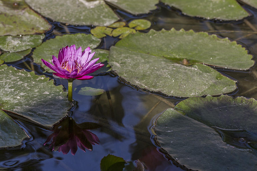 Water Lily 1 Photograph by Scott Campbell