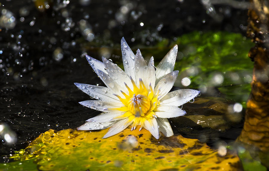 Water Lily 1 Photograph by Scott Carruthers