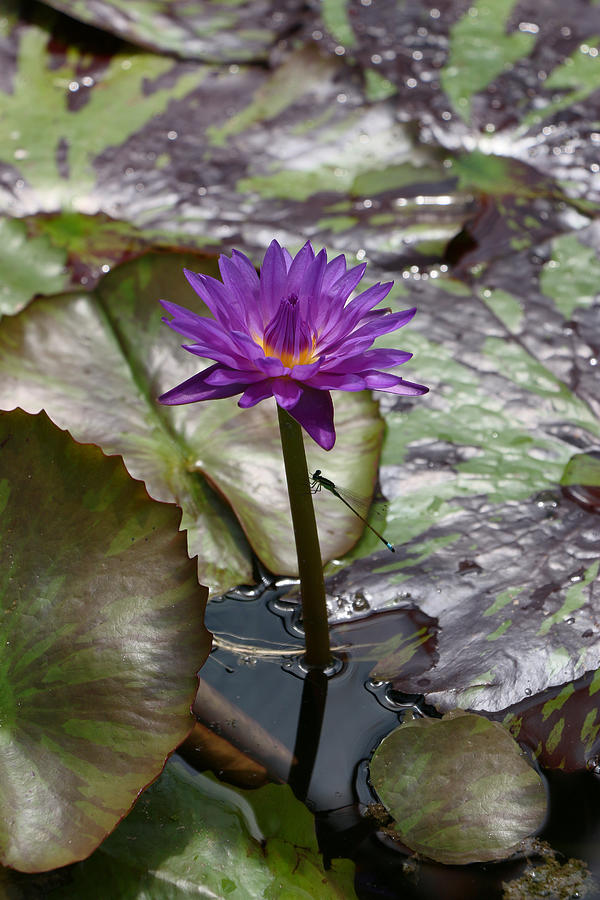 Water Lily 11 and Guest Photograph by Allen Beatty