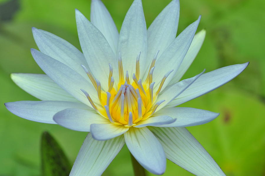 Water Lily 14 Photograph by Allen Beatty