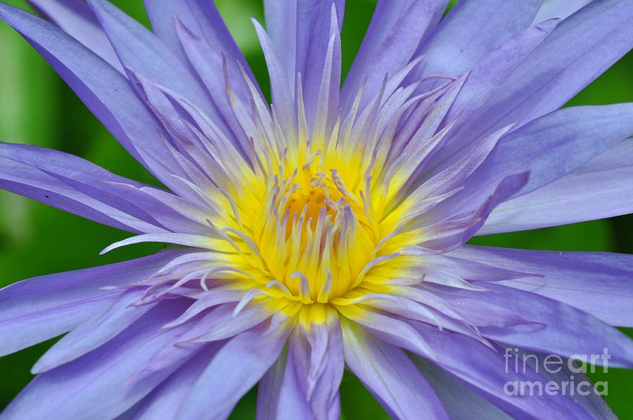 Water Lily 16 Photograph by Allen Beatty