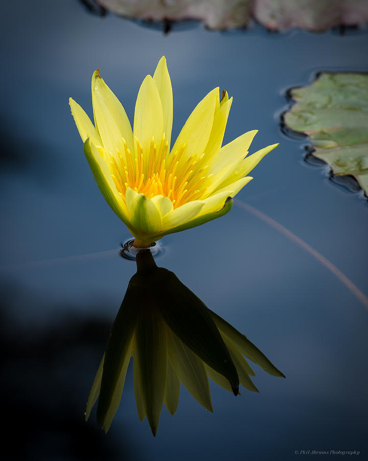 Water Lily #17 Photograph by Phil Abrams