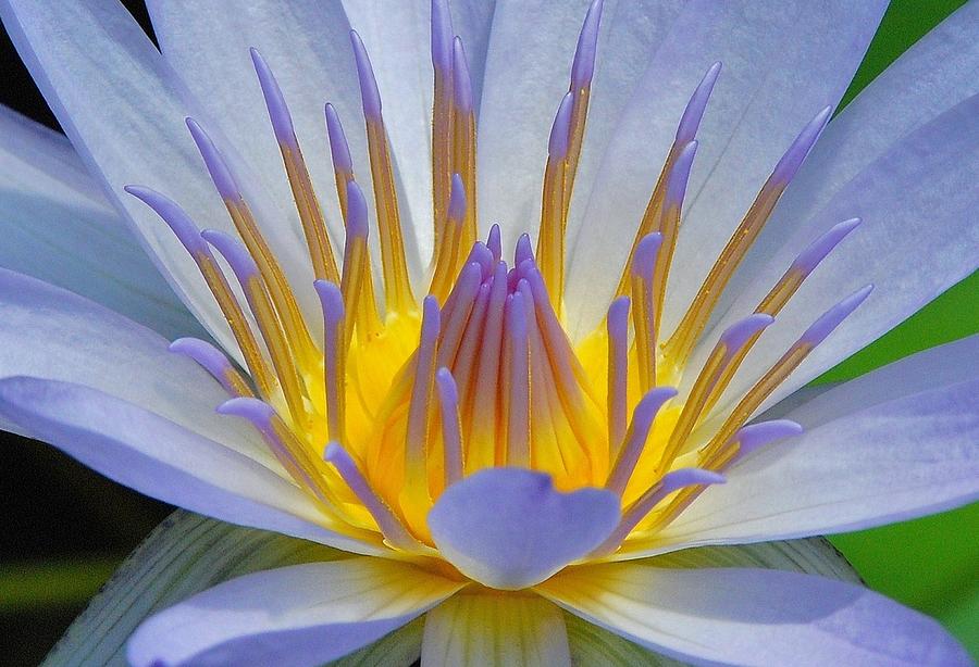 Water Lily 18 Photograph by Allen Beatty