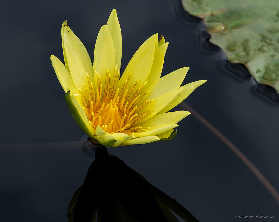 Water Lily #18 Photograph by Phil Abrams