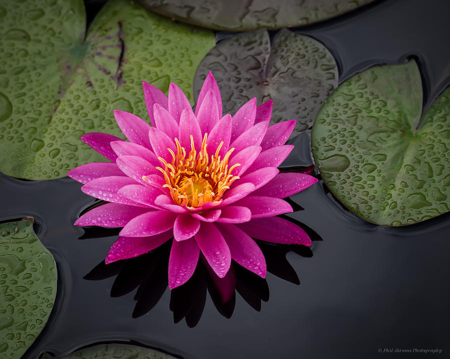 Water Lily #19 Photograph by Phil Abrams
