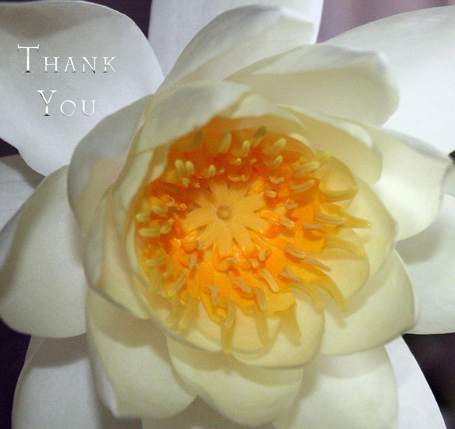 Lily Photograph - Water Lily 2  and a reminder to utter the words Thank You.  by Raenell Ochampaugh