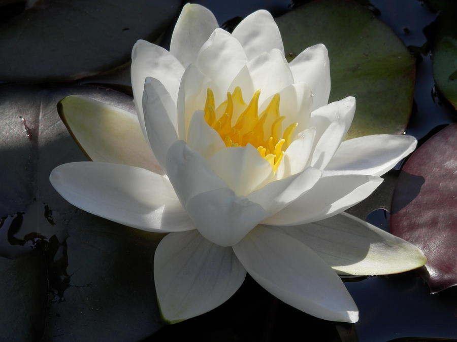 Water Lily 2 Photograph by Pema Hou
