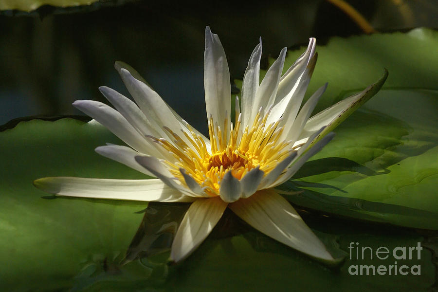 Water Lily 2 Photograph by Rudi Prott