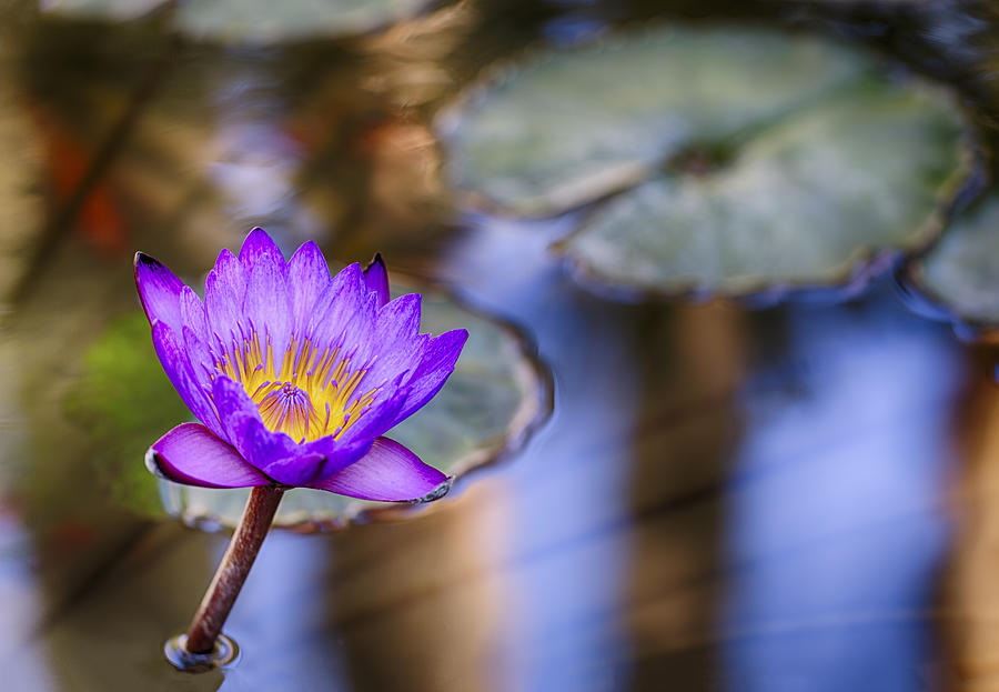 Claude Monet Photograph - Water Lily 2 by Scott Campbell