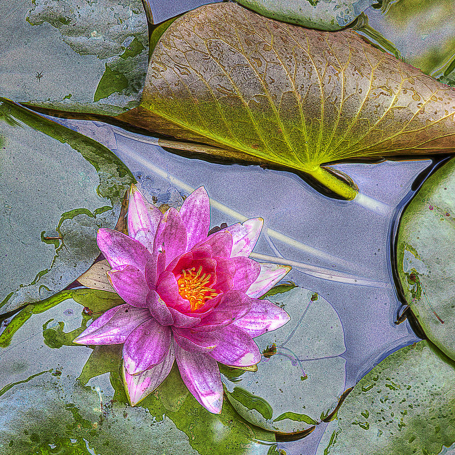 Water Lily #2 Photograph by Wendell Thompson