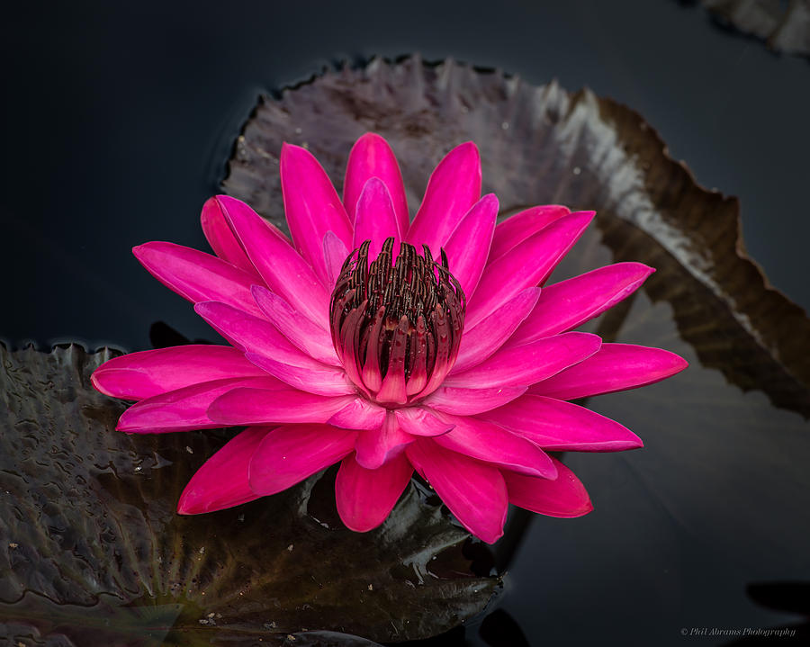 Water Lily #20 Photograph by Phil Abrams