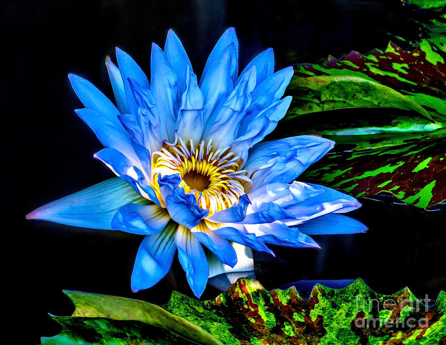 Water Lily 2014-13 Photograph by Nick Zelinsky Jr