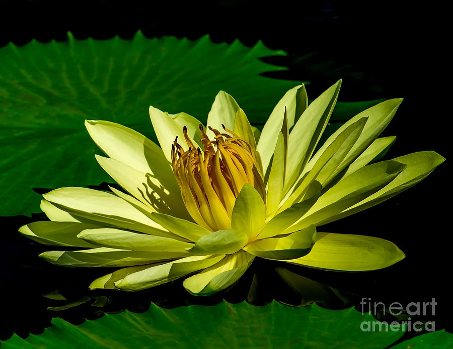 Water Lily 2014-14 Photograph by Nick Zelinsky Jr