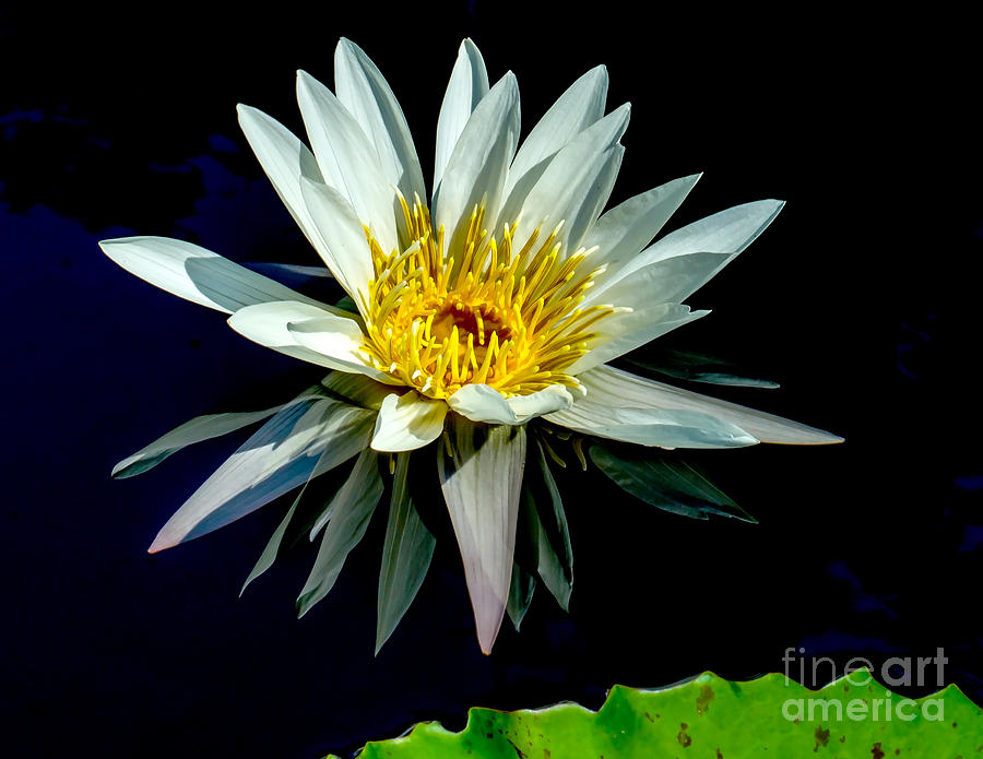 Water Lily 2014-15 Photograph by Nick Zelinsky Jr