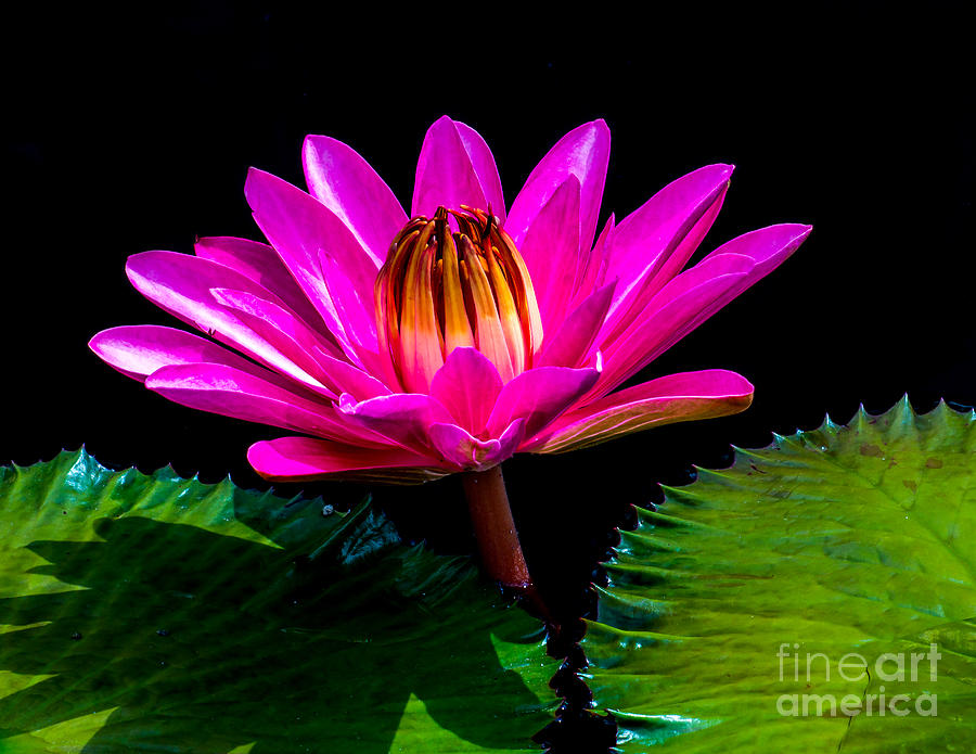 Water Lily 2014-3 Photograph by Nick Zelinsky Jr