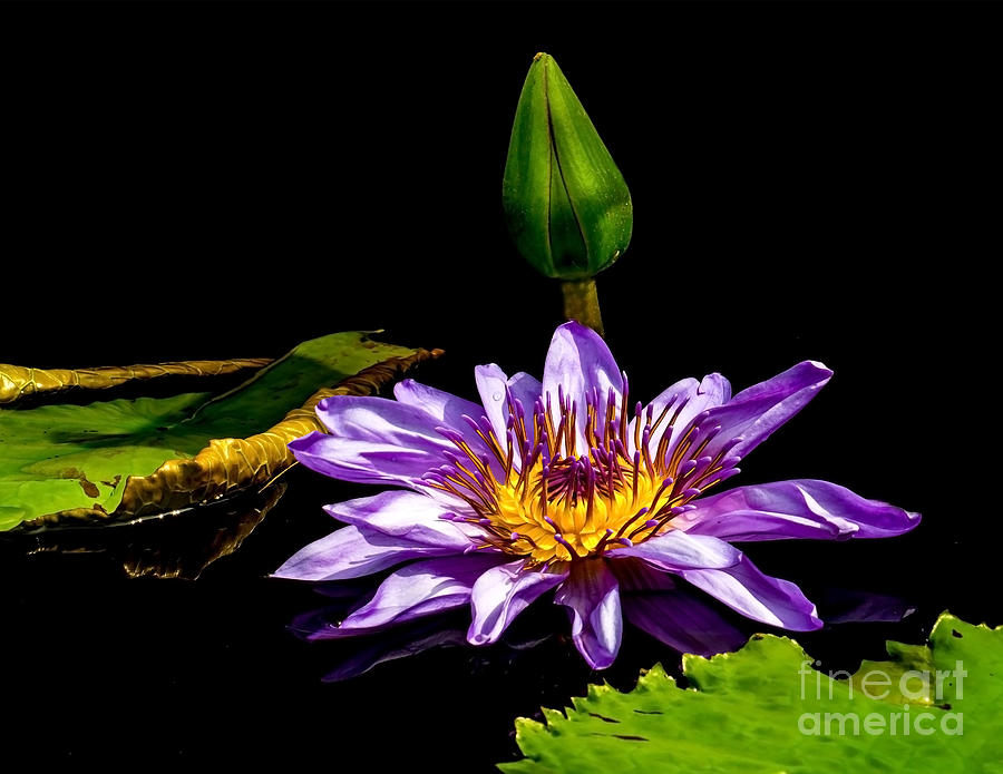 Lily Photograph - Water Lily 2014-6 by Nick Zelinsky Jr