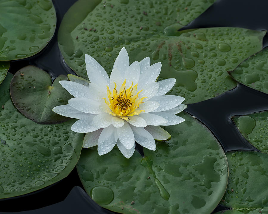 Water Lily #21 Photograph by Phil Abrams