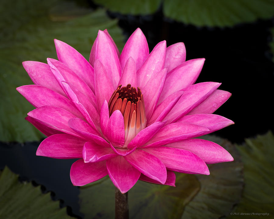 Water Lily #22 Photograph by Phil Abrams