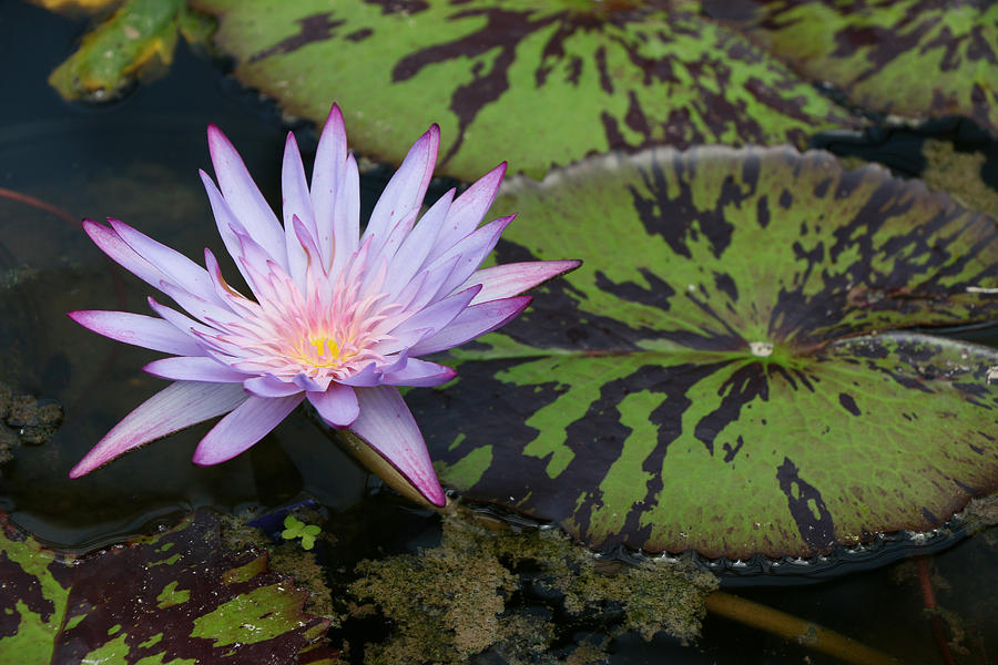 Water Lily 23 Photograph by Allen Beatty