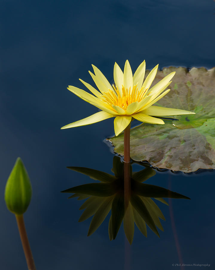 Water Lily #23 Photograph by Phil Abrams