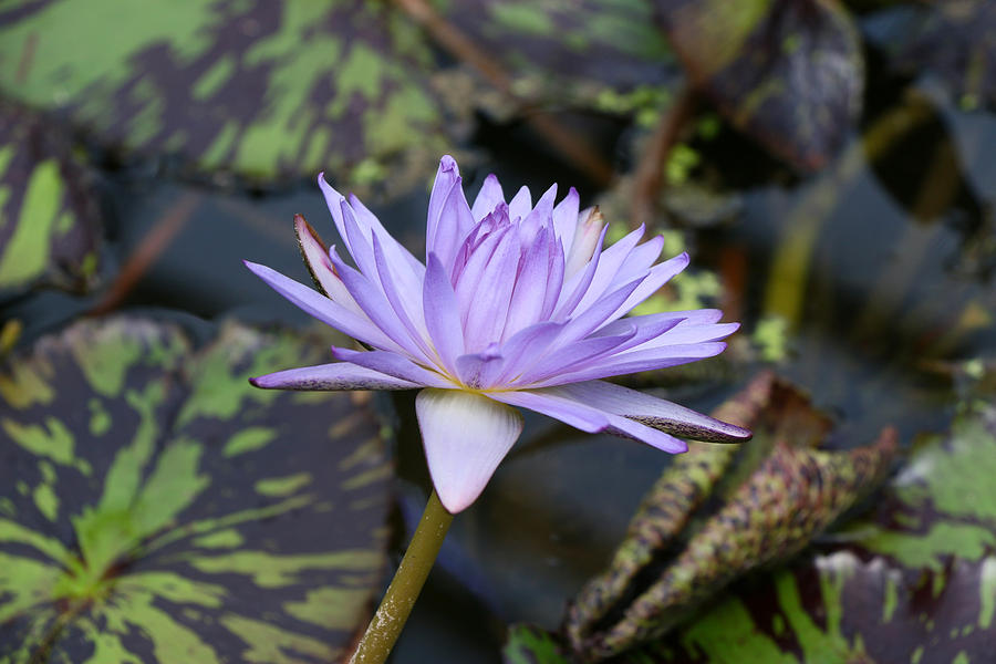 Water Lily 24 Photograph by Allen Beatty