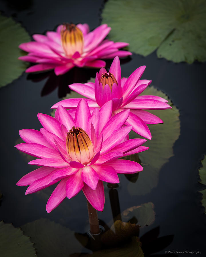 Water Lilies in Pink Photograph by Phil Abrams