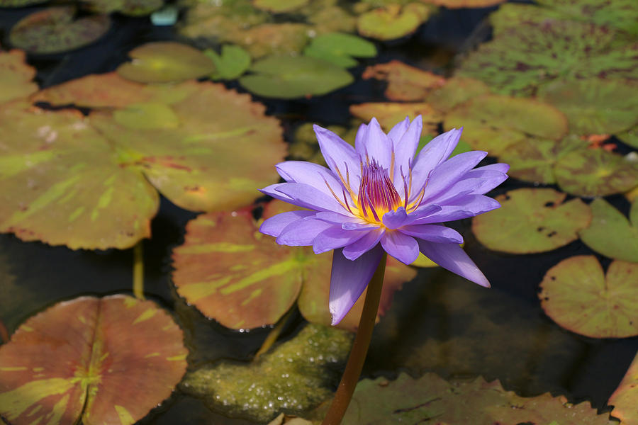 Water Lily 27 Photograph by Allen Beatty