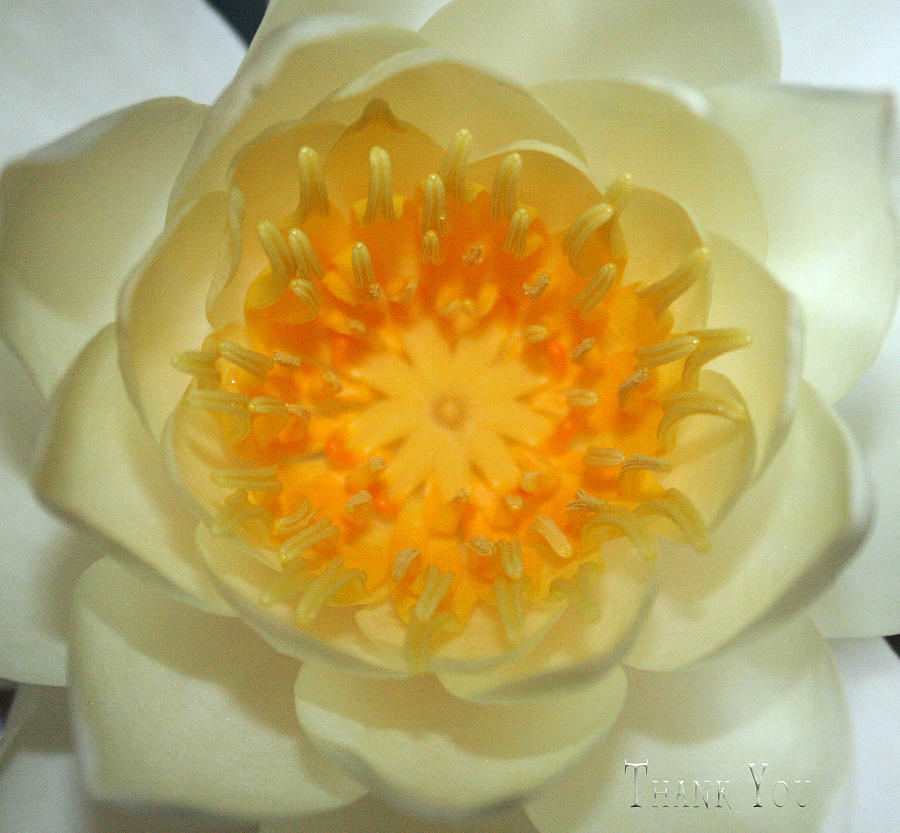 Lily Photograph - Water Lily 3  and a reminder to utter the words Thank You.  by Raenell Ochampaugh