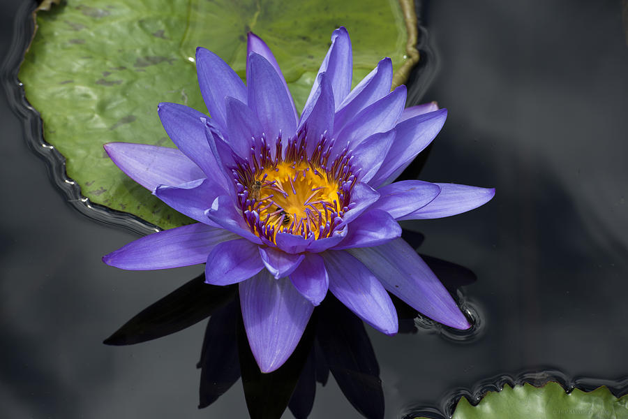 Water Lily #3 Photograph by Phil Abrams
